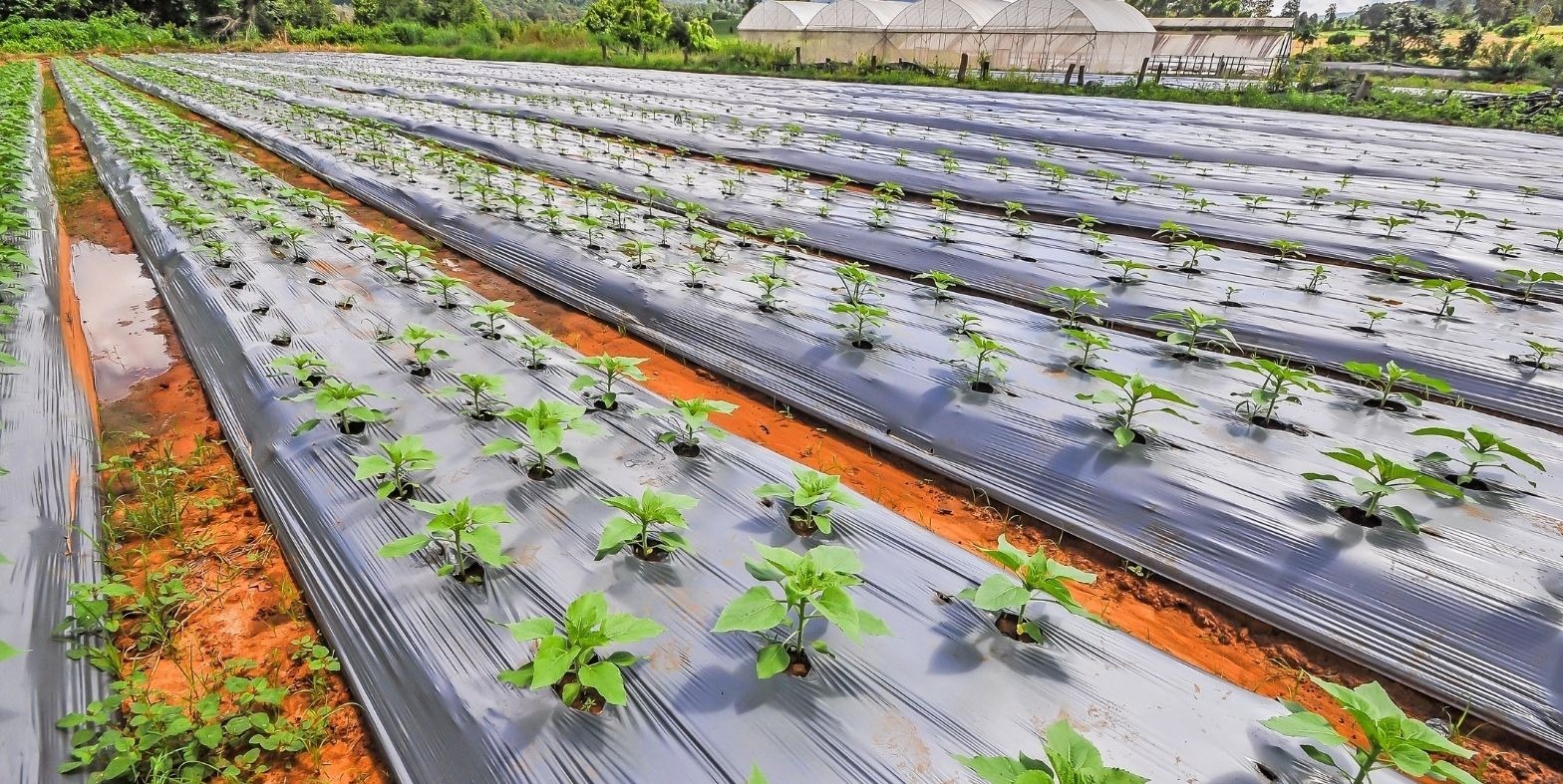 agricultural mulch film​